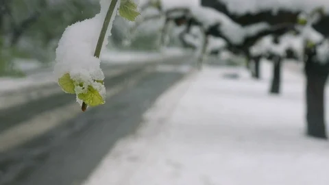 Snow, frost in late spring during the flowering of trees. Branches with green Stock Footage 74778796