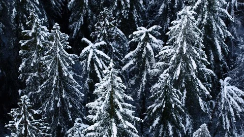 Snow on fur trees in Alaska, close aerial tilt to top down view of winter Stock Footage 102714725