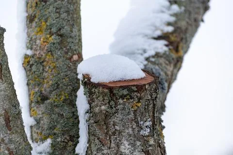 Snow in the garden and outside Stockfoto's