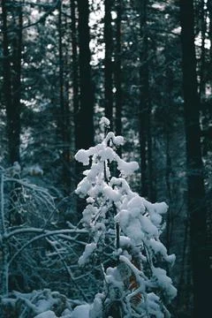 Snow gathered on the branches of a tree. Stock Photos
