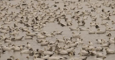 Snow geese 2 스톡 동영상 119677544
