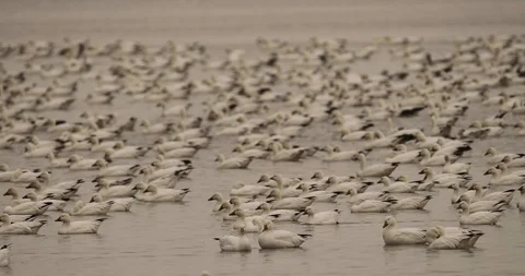 Snow geese 3 Stock Footage 119677412