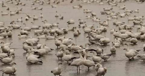 Snow geese 4 Stock Footage 119677405