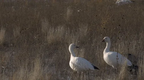 Snow Geese and Ducks in Breezy Grass of Wetland Stock Footage 59666666