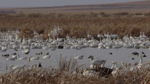 Snow geese and ducks in low light in windy marsh afternoon Stock Footage 68087708