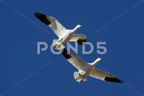 Snow geese (anser caerulescens atlanticus, chen caerulescens) flying, bosque  Stock Photos