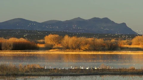 Snow Geese (Anser caerulescens) settle in for the night, 4k Stock Footage 85107404