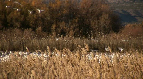 Snow Geese at Bosque del Apache Stock Footage 74306