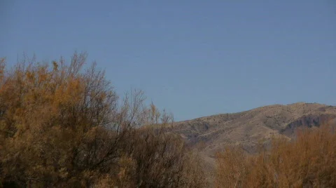 Snow Geese at Bosque del Apache Stock Footage 77480