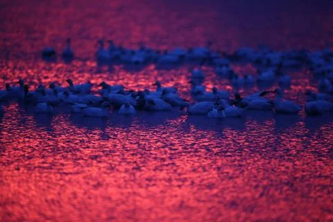 Snow geese Bosque Del Apache National Wildlife Refuge, New Mexico USA Sno... Foto stock