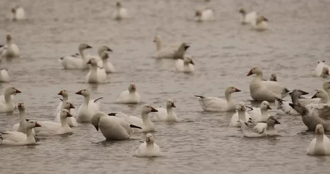 Snow geese chase Stock Footage 119677363