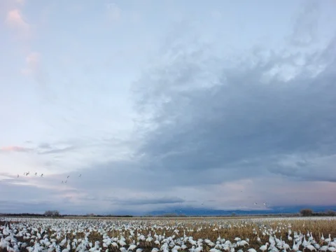 Snow Geese in a Corn Field Stock Footage 71808916