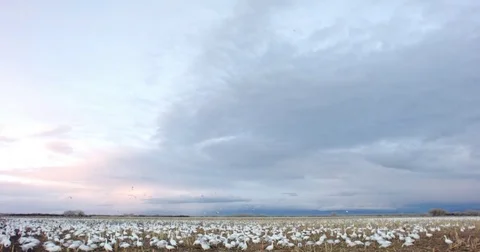 Snow Geese in a Corn Field Time Lapse Stock Footage 71804616