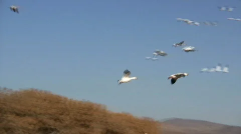 Snow Geese &amp; Cranes in Cornfield Stock Footage 74375