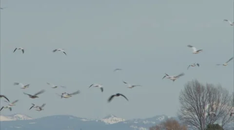 Snow Geese in Flight 8 Stock Footage