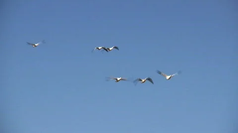 Snow Geese in Flight 库存影片 75161