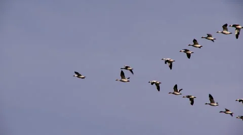 Snow geese in flight Stock Footage
