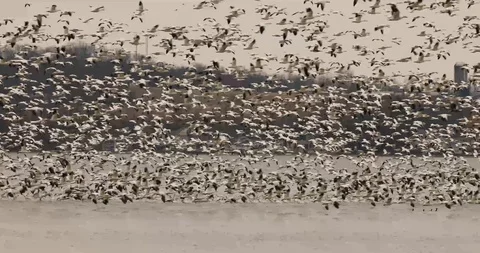 Snow geese in flight Stock Footage 119676790