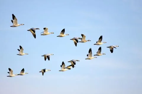 Snow geese in flight Stock Photos