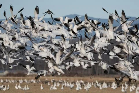 Snow Geese in Flight Stock Photos