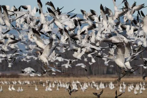 Snow Geese in Flight Stock Photos