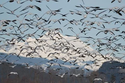 Snow Geese in Flight Stock Photos