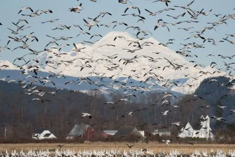Snow Geese in Flight Stock Photos
