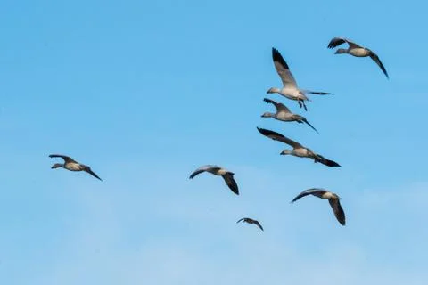 Snow Geese in flight Stock Photos