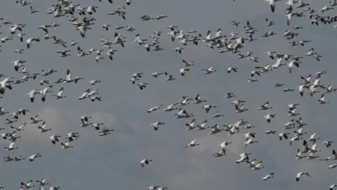 Snow geese in flight, portion of floc, 4kk to right, audio, 4k Stock Footage 263104883