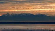 Snow Geese In Flight With Puget Sound And The Olympic Mountains Stock Footage