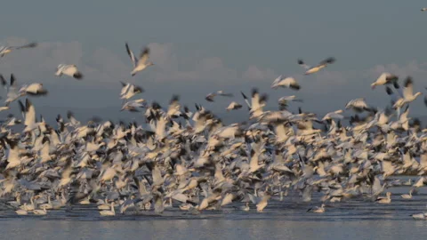 Snow geese in flight take off from CA cornfield, audio 4k Stock Footage 262750354