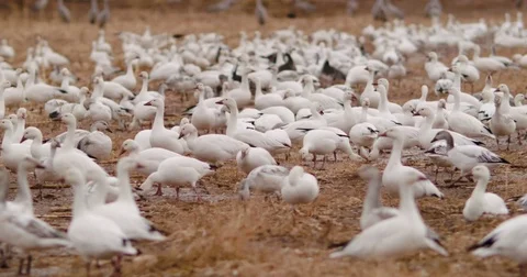 Snow Geese Flock in Feild Stock Footage 71796952