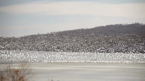Snow Geese Flock in Flight 스톡 동영상 5751512