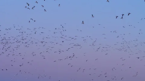 Snow Geese Flock Flying in a Circle Slow Motion Stock Footage 86217384