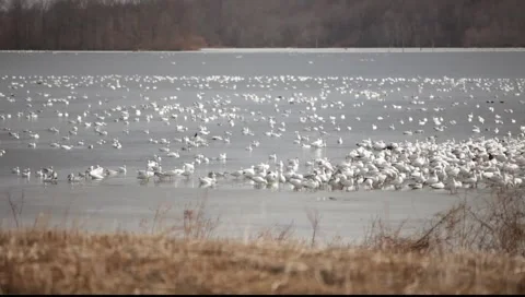 Snow Geese Flock 스톡 동영상 5701200