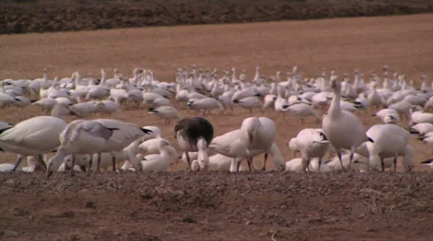 Snow Geese flock taking flight at a wildlife refuge 스톡 동영상 38278870