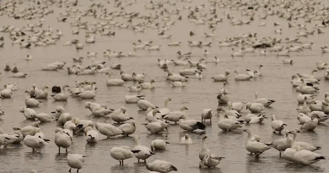 Snow geese fly away 스톡 동영상 119677632