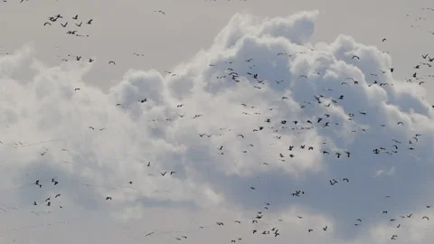 Snow geese fly past clouds in blue sky, audio, 4k Stock Footage 262274370