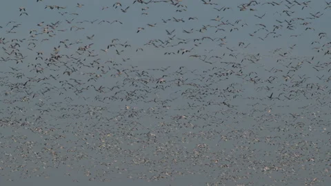 Snow geese fly past by waves of hundreds in winter sky, audio 4k Stock-Footage 263106590