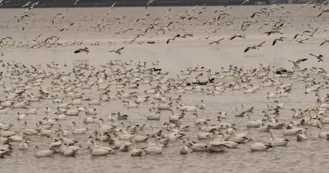 Snow geese flying in 2 스톡 동영상 119677252