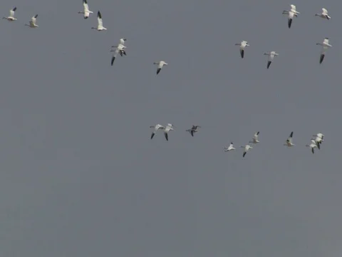 Snow Geese Flying Against Cloudy Sky Stock Footage 125116108