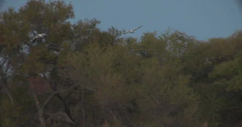 Snow Geese Flying at Bosque Del Apache During the Fall Stock-Footage 314377111