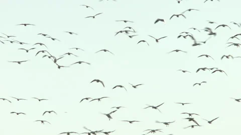 Snow geese flying towards camera Stock Footage 45839087