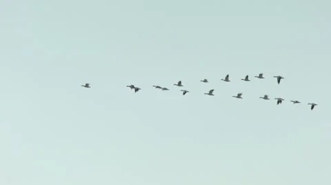 Snow geese flying v Stock Footage 45817513