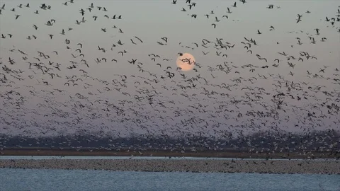 Snow Geese 스톡 동영상 113237853