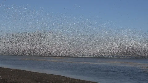 Snow Geese 스톡 동영상 113238066