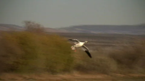 Snow Geese Landing Stock Footage 74974