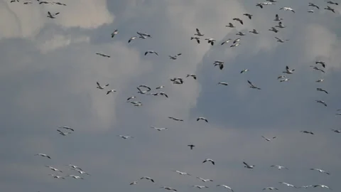 Snow geese, layer of geese in flight over lake, audio, 4k Stock Footage 263104591