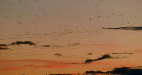 Snow Geese Migrating at Sunset Beautiful Stock Footage 71815576