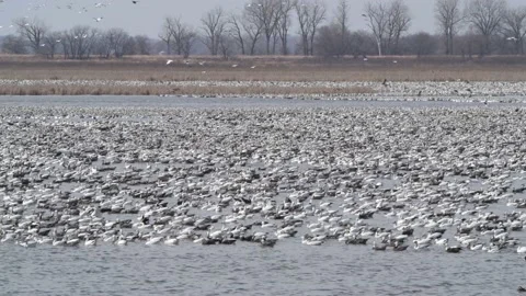 Snow geese migration at the Loess Bluffs National Wildlife Refuge in Missouri Video stock 151936331